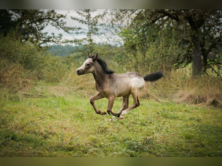 Welsh B Étalon Poulain (01/2024) Gris pommelé in Courchavon