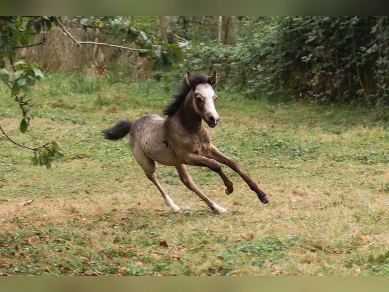 Welsh B Étalon Poulain (01/2024) Gris pommelé in Courchavon