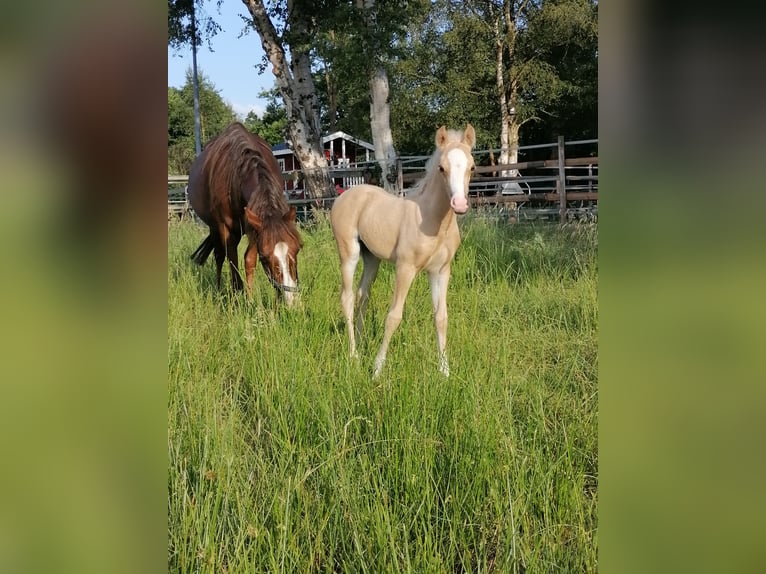 Welsh B Étalon Poulain (06/2025) Palomino in Friesoythe