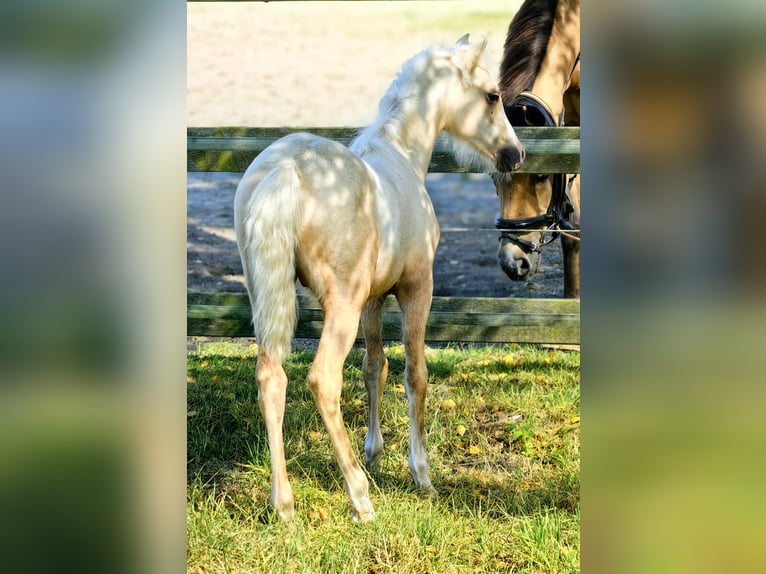 Welsh B Étalon Poulain (06/2025) Palomino in Friesoythe