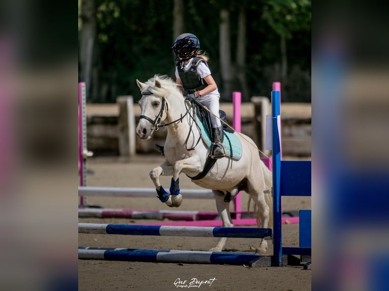 Welsh B Mix Gelding 10 years 11,2 hh White in Sotogrande