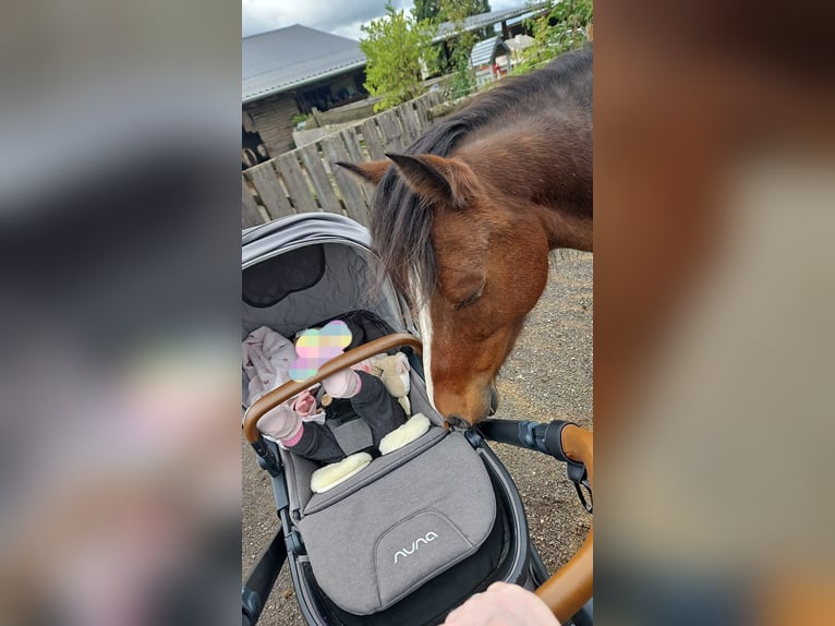 Welsh B Gelding 10 years 12.2 hh Brown in Landscheid