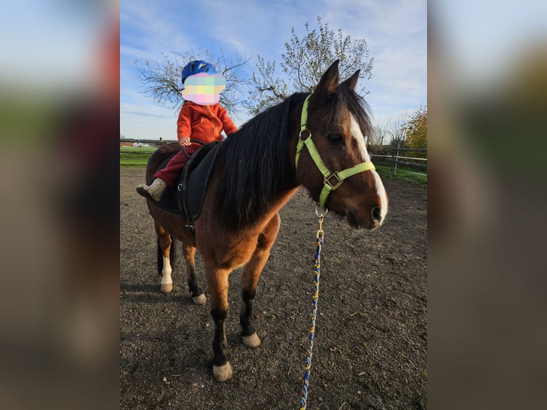 Welsh B Gelding 10 years 12.2 hh Brown in Landscheid