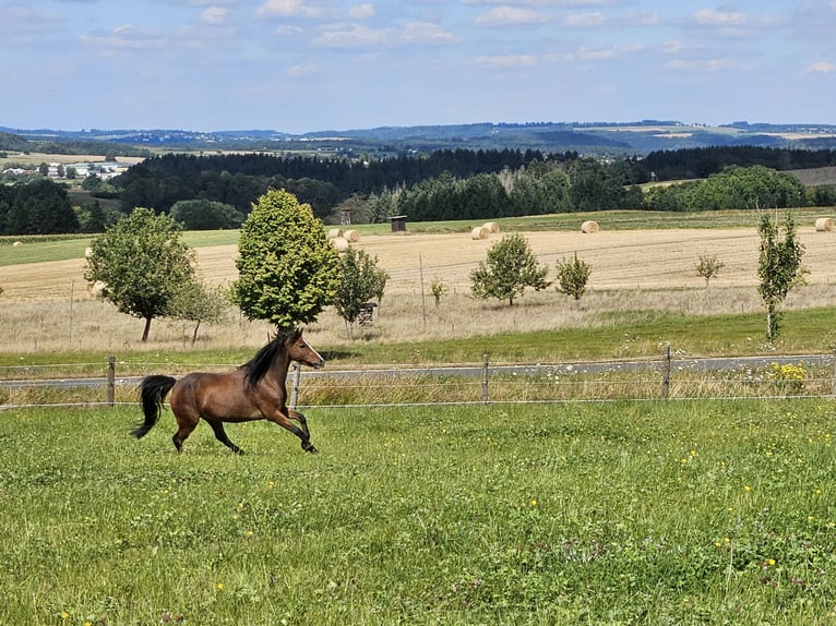 Welsh B Gelding 10 years 12.2 hh Brown in Landscheid