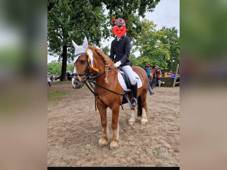 Welsh B Gelding 10 years 12,2 hh Chestnut-Red in Essen