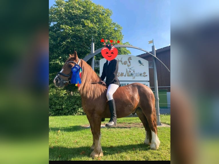 Welsh B Gelding 10 years 12,2 hh Chestnut-Red in Essen