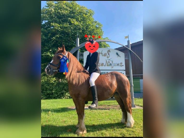 Welsh B Gelding 10 years 12,2 hh Chestnut-Red in Essen