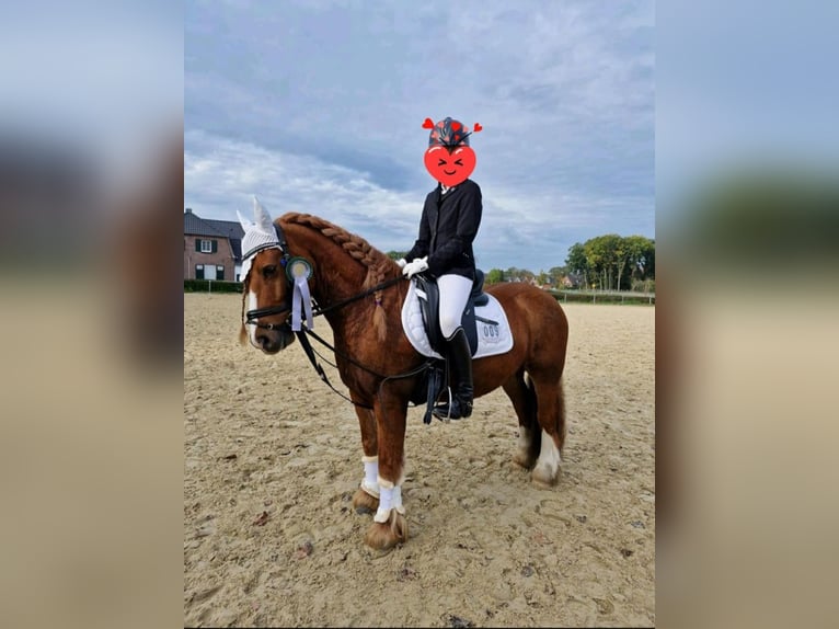 Welsh B Gelding 10 years 12,2 hh Chestnut-Red in Essen