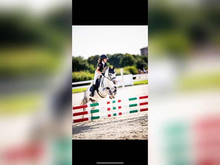 Welsh B Gelding 10 years 12,2 hh Gray in WROCŁAW