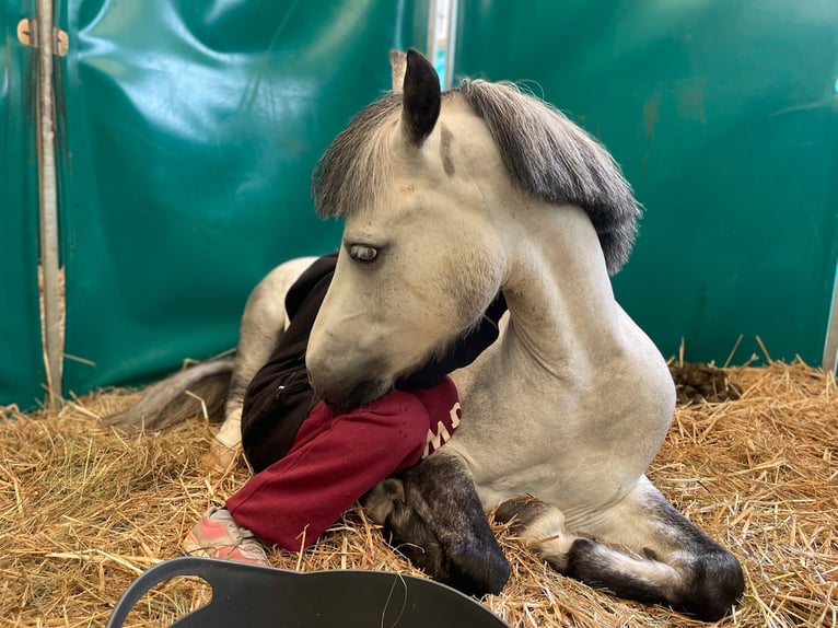 Welsh B Gelding 10 years 12,2 hh Gray in WROCŁAW