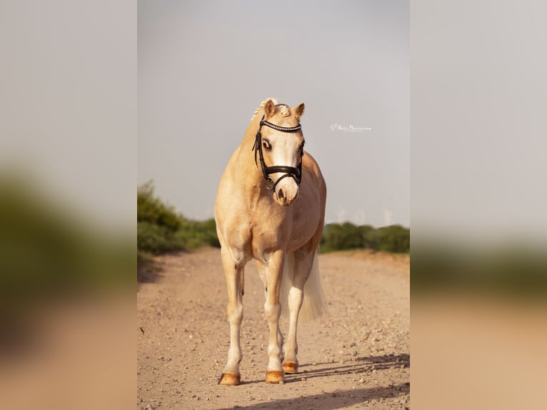 Welsh B Gelding 10 years 12,1 hh Palomino in Landgraaf