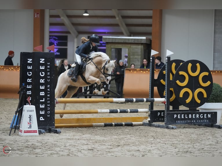 Welsh B Gelding 10 years 12,1 hh Palomino in Landgraaf