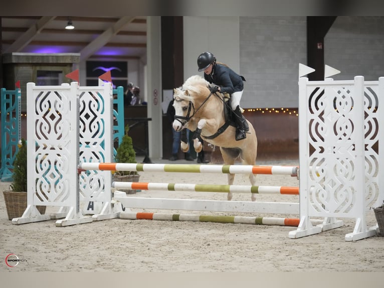 Welsh B Gelding 10 years 12,1 hh Palomino in Landgraaf
