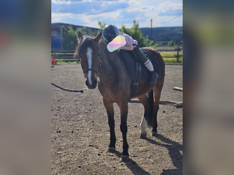 Welsh B Gelding 10 years 12,2 hh Brown in Landscheid