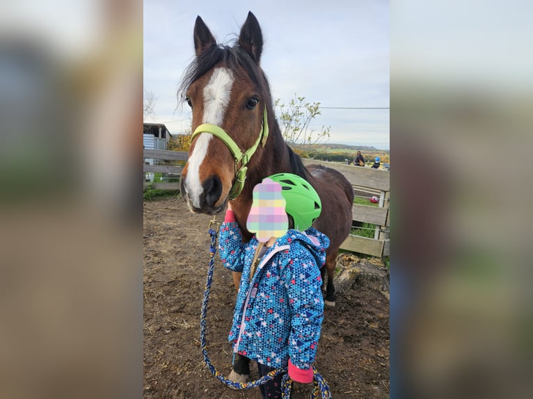 Welsh B Gelding 10 years 12,2 hh Brown in Landscheid