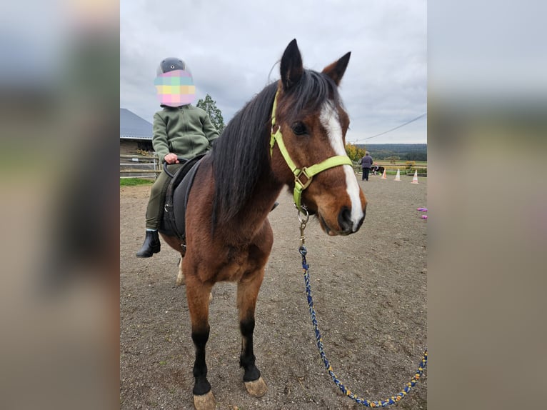 Welsh B Gelding 10 years 12,2 hh Brown in Landscheid