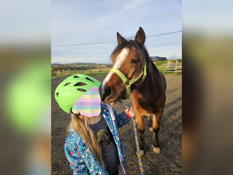 Welsh B Gelding 10 years 12,2 hh Brown in Landscheid