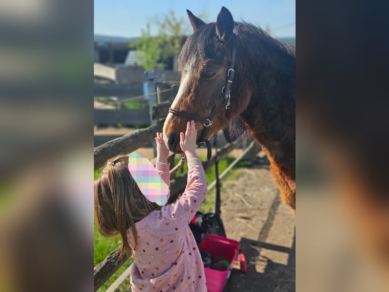 Welsh B Gelding 10 years 12,2 hh Brown in Landscheid