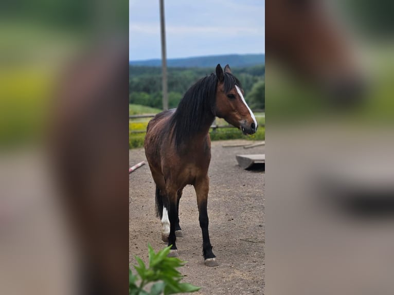 Welsh B Gelding 10 years 12,2 hh Brown in Landscheid
