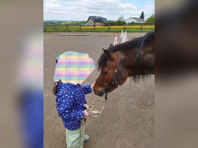 Welsh B Gelding 10 years 12,2 hh Brown in Landscheid