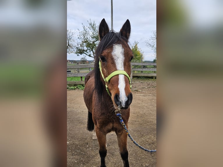 Welsh B Gelding 10 years 12,2 hh Brown in Landscheid