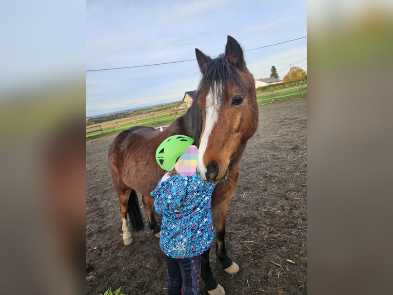 Welsh B Gelding 10 years 12,2 hh Brown in Landscheid