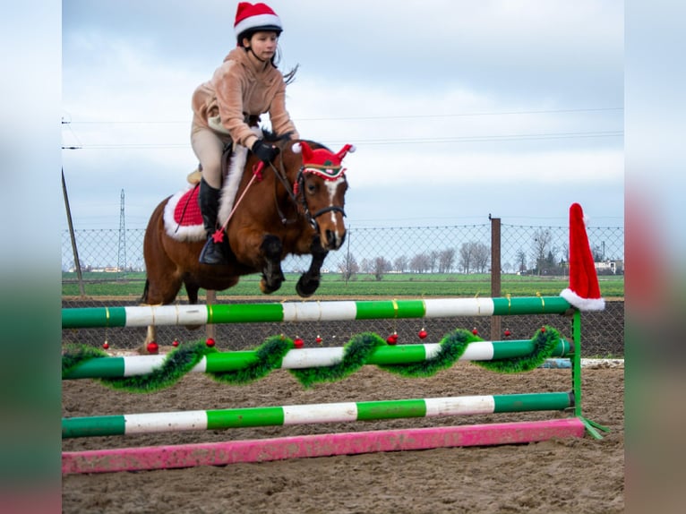 Welsh B Gelding 10 years 12,2 hh Brown in Żnin
