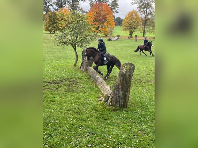 Welsh B Gelding 10 years 12,2 hh Chestnut-Red in K&#xFC;rten