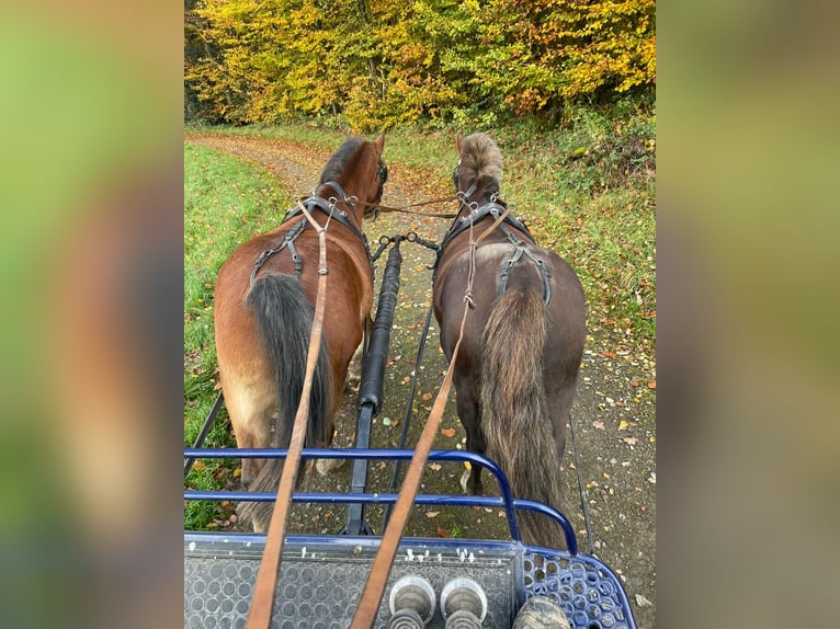 Welsh B Gelding 10 years 12,2 hh Chestnut-Red in K&#xFC;rten