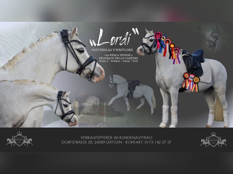 Welsh B Gelding 10 years 12,2 hh Grey in Dätgen