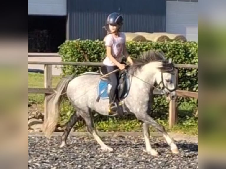 Welsh B Gelding 10 years 12,3 hh Grey-Dapple in Burgdorf
