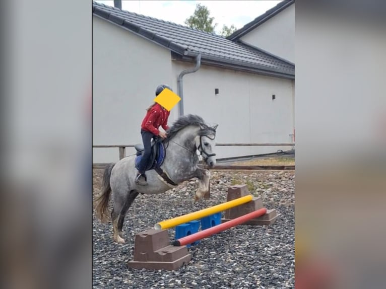 Welsh B Gelding 10 years 12,3 hh Grey-Dapple in Burgdorf