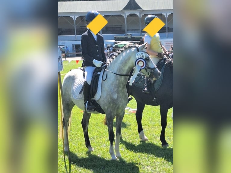Welsh B Gelding 10 years 12,3 hh Grey-Dapple in Burgdorf