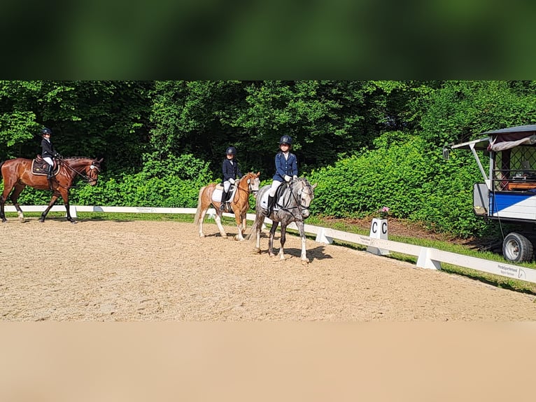 Welsh B Gelding 10 years 12,3 hh Grey-Dapple in Burgdorf