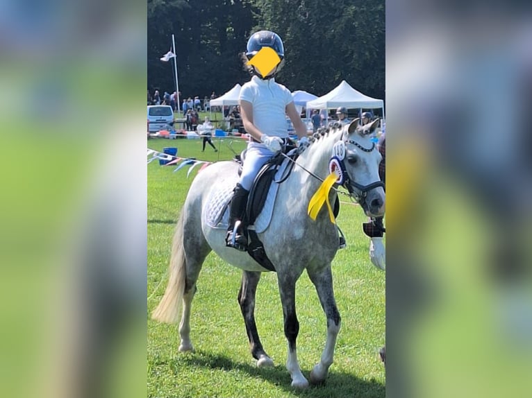 Welsh B Gelding 10 years 12,3 hh Grey-Dapple in Burgdorf