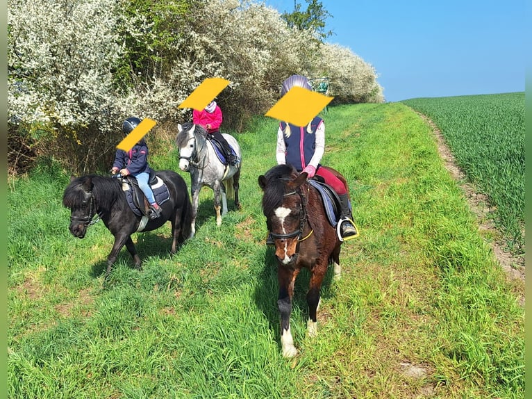 Welsh B Gelding 10 years 12,3 hh Grey-Dapple in Burgdorf
