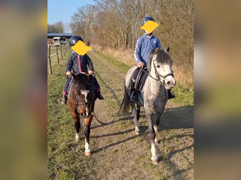 Welsh B Gelding 10 years 12,3 hh Grey-Dapple in Burgdorf