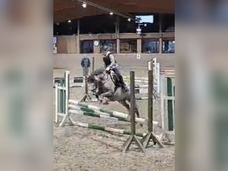 Welsh B Gelding 10 years 12,3 hh Grey-Dapple in Burgdorf
