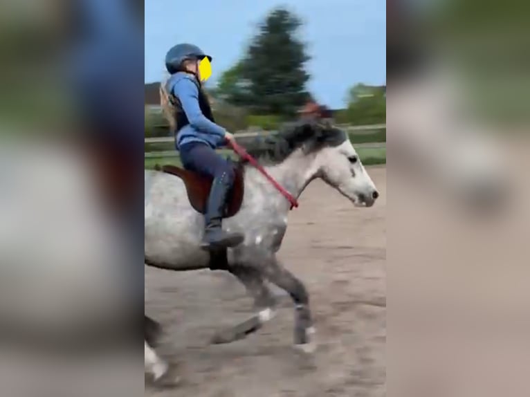 Welsh B Gelding 10 years 12,3 hh Grey-Dapple in Burgdorf