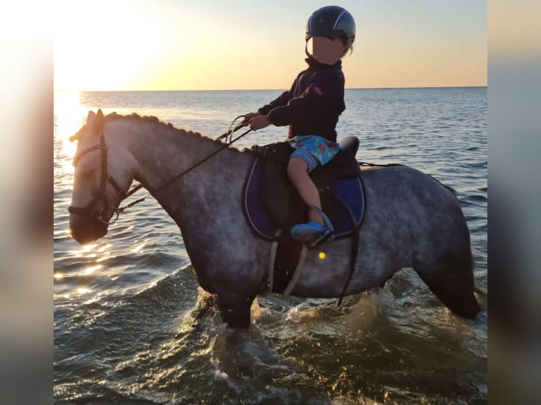 Welsh B Gelding 10 years 12,3 hh Grey-Dapple in Burgdorf