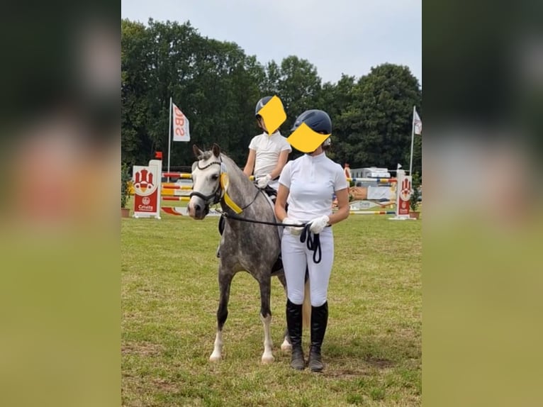 Welsh B Gelding 10 years 12,3 hh Grey-Dapple in Burgdorf