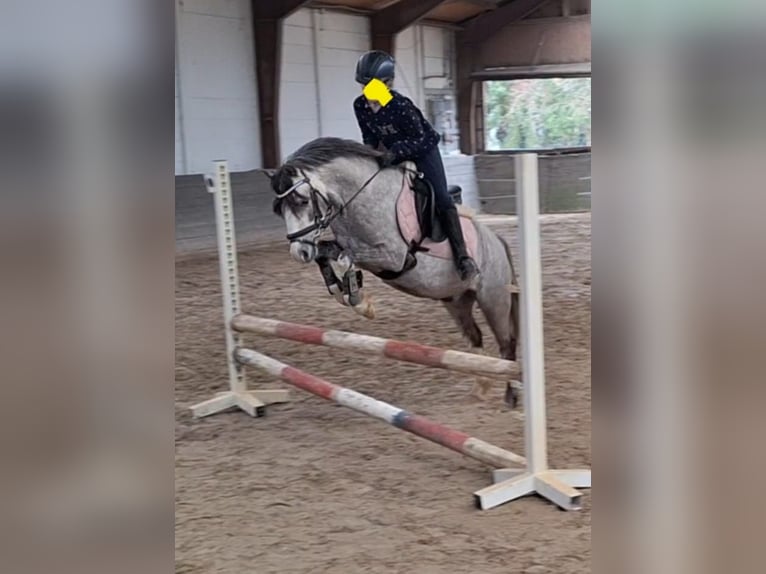 Welsh B Gelding 10 years 12,3 hh Grey-Dapple in Burgdorf