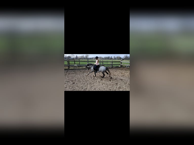 Welsh B Gelding 10 years 12,3 hh Grey-Dapple in Burgdorf