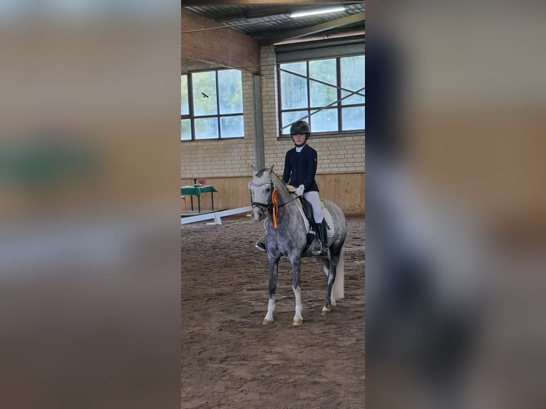 Welsh B Gelding 10 years 12,3 hh Grey-Dapple in Burgdorf