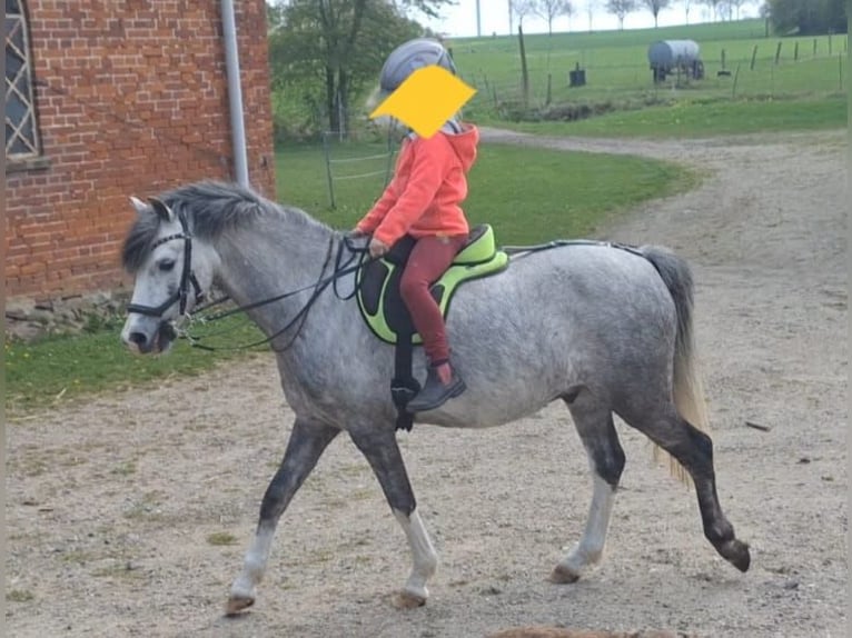 Welsh B Gelding 10 years 12,3 hh Grey-Dapple in Burgdorf