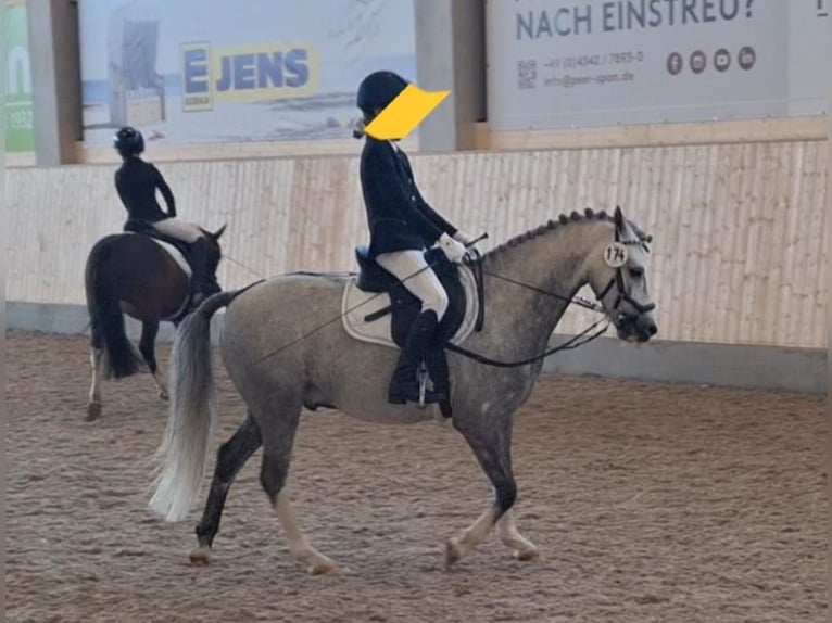 Welsh B Gelding 10 years 12,3 hh Grey-Dapple in Burgdorf