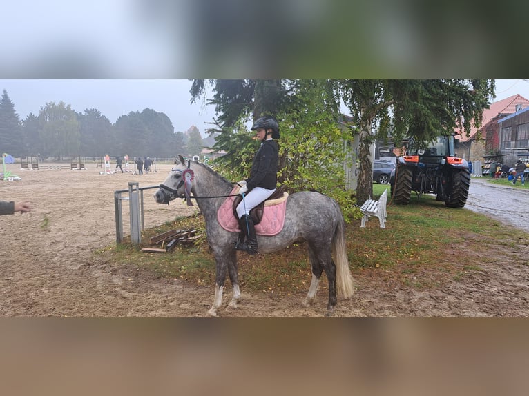 Welsh B Gelding 10 years 12,3 hh Grey-Dapple in Burgdorf