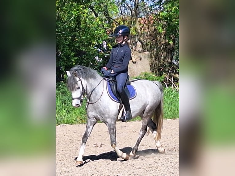 Welsh B Gelding 10 years 12,3 hh Grey-Dapple in Burgdorf