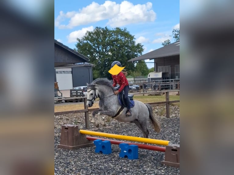 Welsh B Gelding 10 years 12,3 hh Grey-Dapple in Burgdorf