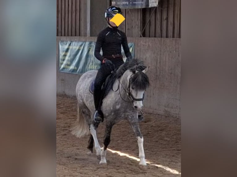 Welsh B Gelding 10 years 12,3 hh Grey-Dapple in Burgdorf